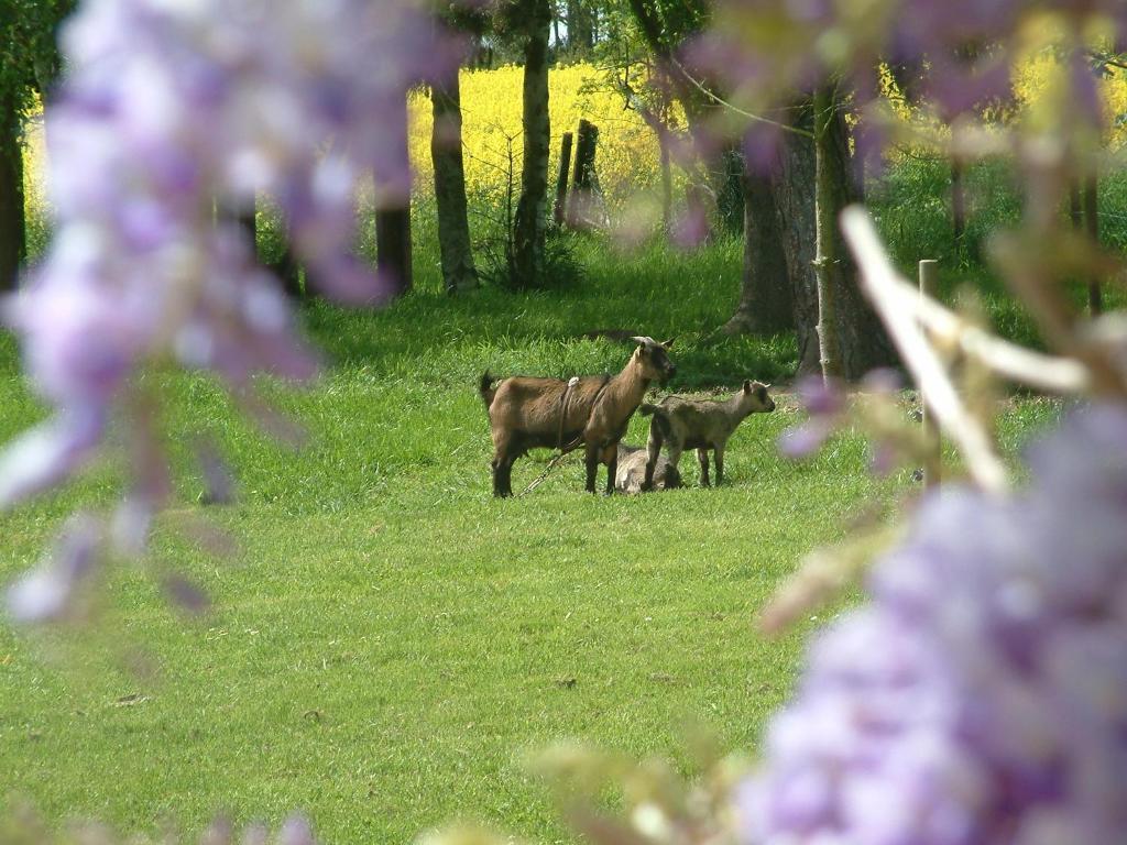 Maison Prairie Bonheur Bed & Breakfast มาก์นี-เลส์-อมอว์ซ ห้อง รูปภาพ